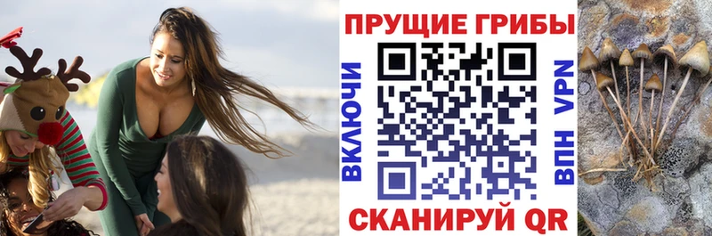 даркнет сайт Петров Вал OMG ССЫЛКА Псилоцибиновые грибы Psilocybine cubensis